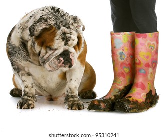 Dirty Dog And Muddy Boots - English Bulldog Sitting Beside Woman Wearing Rubber Boots On White Background