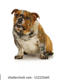 Dirty Dog - Muddy English Bulldog Looking Up With Reflection On White Background