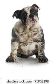 Dirty Dog - Muddy English Bulldog Puppy Sitting On White Background