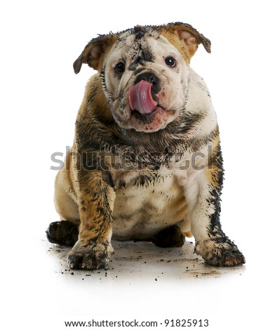 dirty dog - muddy english bulldog sitting on white background ストックフォト © 