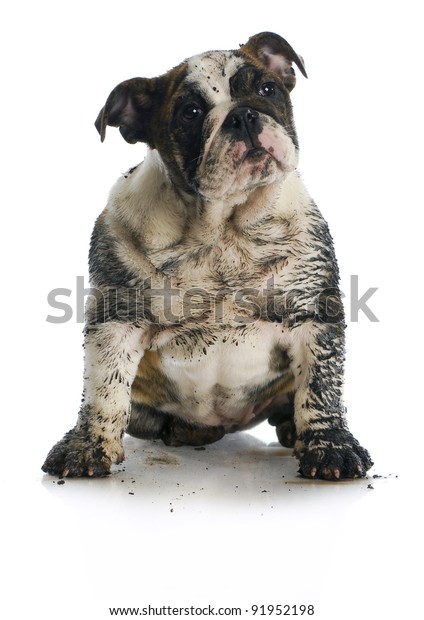 白い背景に汚い犬 泥だらけの英国のブルドッグ犬 の写真素材 今すぐ編集