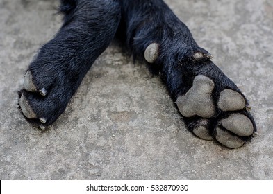Dirty Dog Paw Or Foot  On The Floor