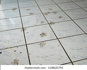 Dirty Dog Paw Prints On A Clean Ceramic Tile Kitchen Floor