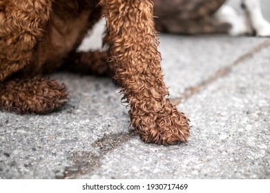 Dirty Dog Paws After Running In The Forest Or Wet Ground. Wet And Muddy Labradoodle Dog Front Legs. Dog Needs A Dry Rub With Towel, Cleaning Or A Bath. Two Defocused Dogs Sitting. Selective Focus.