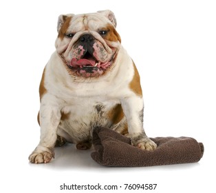 Dirty Dog Ready For A Bath - English Bulldog