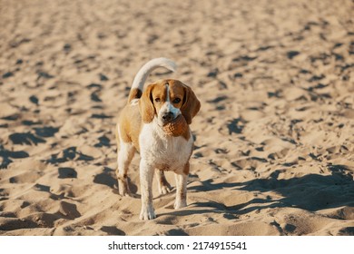 Dirty Dog With Rubber Ball In Mouth Standing On Sand.