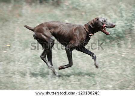 Similar – hunt Dog Hunting Hound