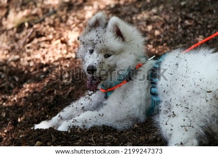 Dirty dog. Samoyed puppy digging i n the forrest. White dog, black stains. Sweden.