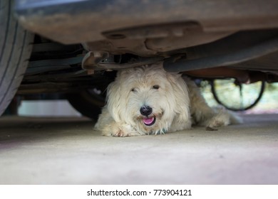 Dirty Dog Is Smiling Under The Car 