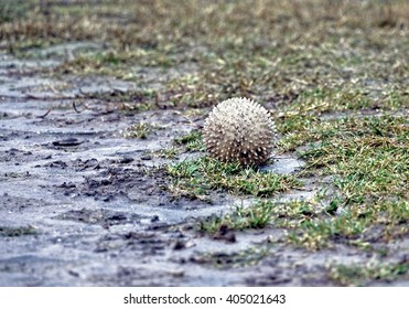 Dirty Dog Toy In Wet Ground.