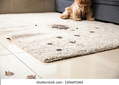 Dirty Dog Trails On Carpet