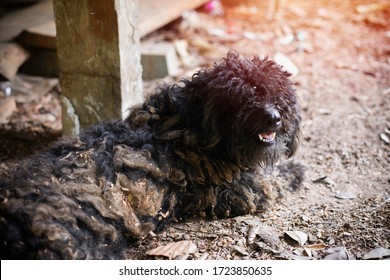 Dirty Dog,funny And Dirty Muddy Dog ,Black Haired Dog Lying On A Dirty Floor