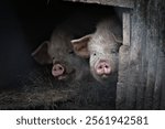 Dirty domestic pigs aka Sus domesticus in the pigsty. Small farm in Czech republic.