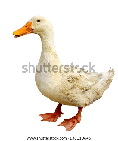 Dirty duck isolated on white background