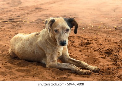 Dirty Farm Dog Mutts Lying On The Ground.