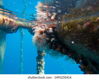 Dirty Fish Farm The Main Problem That The Fish-farms Have. The Need To Be Cleaned Every 6 Months