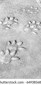 dirty footprint of wild animal marked the cement
