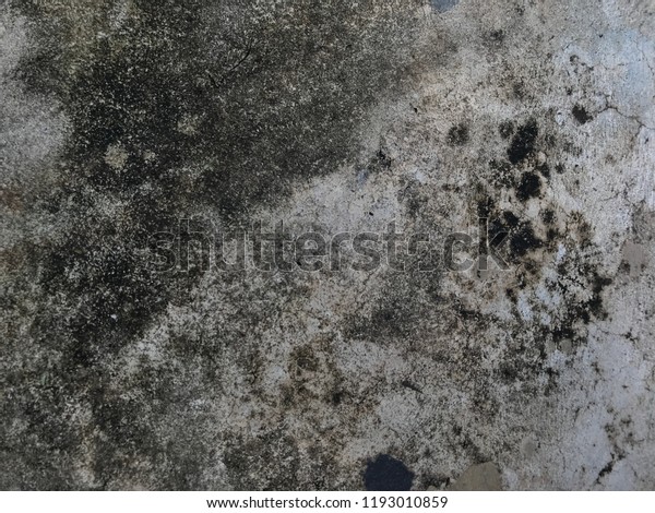 Dirty Fungus Mold On Concrete Floor Stock Photo Edit Now 1193010859