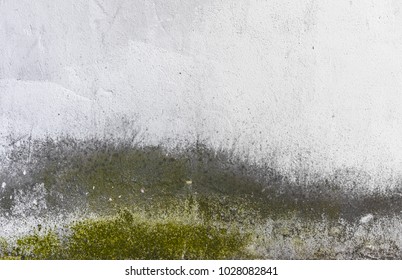 Dirty Fungus Or Mold On The Wall Texture Background