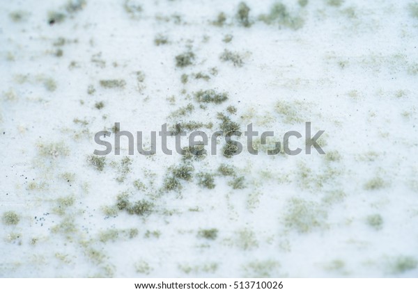 Dirty Fungus Mold On Wardrobe Texture Stock Photo Edit Now 513710026