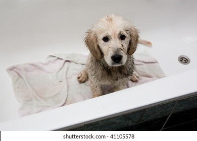 Dirty Golden Retriever Puppy In Bathtub