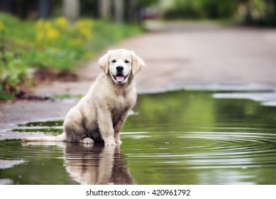 Dirty Golden Retriever Puppy Sitting In A Puddle