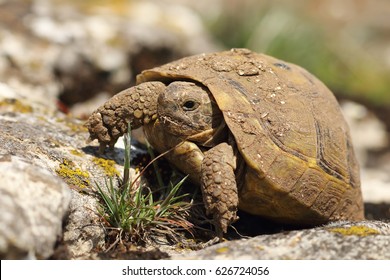 Dirty Greek Turtoise In Natural Habitat ( Testudo Graeca, Animal Hatched From Hibernation In Early Spring )