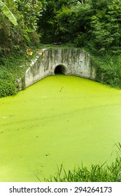 Dirty Green Toxic Water Contaminated With Algae