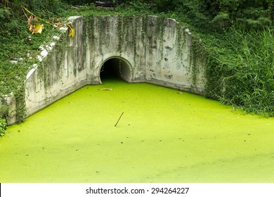 Dirty Green Toxic Water Contaminated With Algae