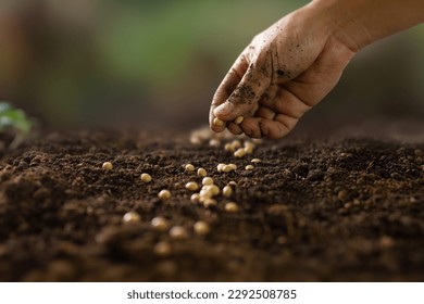 Dirty hand of farmer sowing seed on prepared soil at vegetable bed backyard. agriculture and plant care concept.