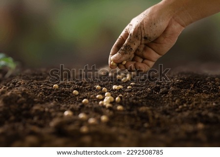 Dirty hand of farmer sowing seed on prepared soil at vegetable bed backyard. agriculture and plant care concept.