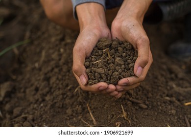 Dirty Hand Of Gardener Of Farmer Hold Soil At Organic Farm.