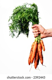 Dirty Hand, Holding A Bunch Of Carrots