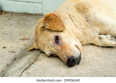 Dirty Homeless Dog Sadness