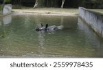 Dirty Indian one horned rhinoceros swimming Indian rhino in the water in the muddy water. In Chennai Arignar Anna Zoological Park or Vandalur Zoo.