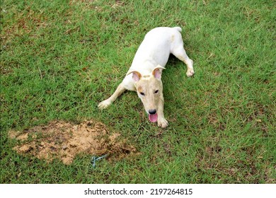 Dirty Jack Russel Dog After Digging Sand On Park To Hiding Something Under Soil In Funny Pet Concept