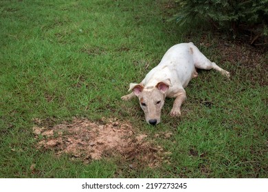 Dirty Jack Russel Dog After Digging Sand On Park To Hiding Something Under Soil In Funny Pet Concept