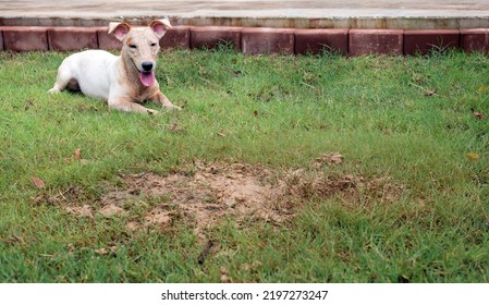 Dirty Jack Russel Dog After Digging Sand On Park To Hiding Something Under Soil In Funny Pet Concept