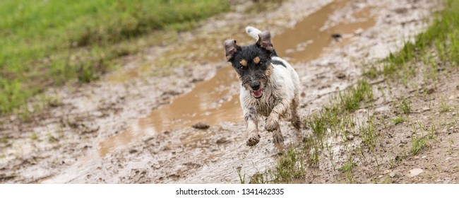 Dirty Jack Russell Terrier Dog Is Running Fast Over A Wet Dirty Path