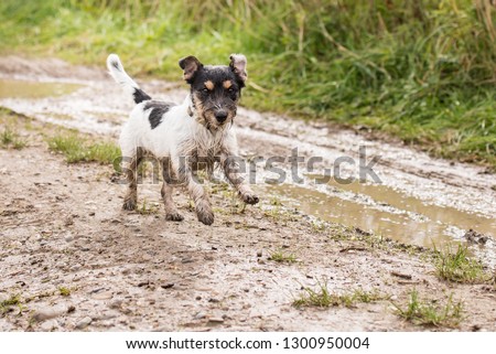 dirty jack russell terrier dog is running fast over a wet dirty path