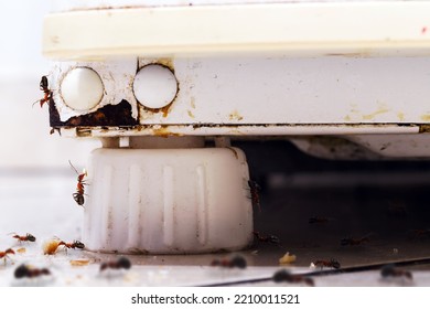 Dirty Kitchen Floor Full Of Ants, Insect Pest Inside The House, Need Cleaning And Pest Control