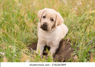 Dirty Labrador Retriever Puppy After Dig In The Garden