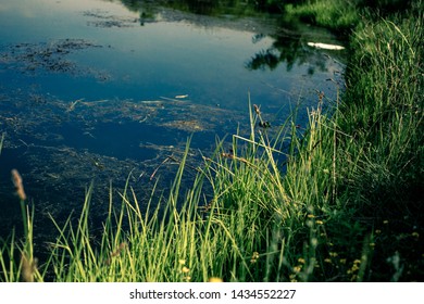 Dirty Lake Whit Grass And Blue Sky