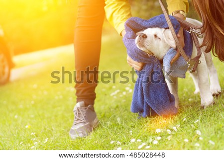 dirty little labrador retriever dog puppy is cleaned with a towel after a walk outdoor