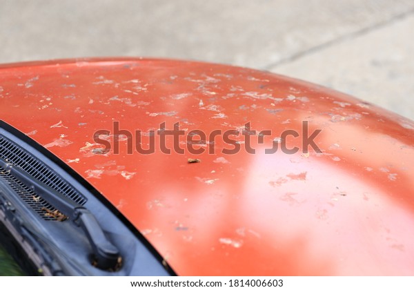 Dirty modern red and\
orange car need wash or clean dust.Dirt on surface from leaves and\
dust on automobile.