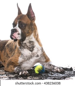 Dirty Muddy Boxer With Ball Between Legs Isolated On White Background