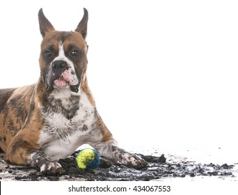 Dirty Muddy Boxer Isolated On White Background