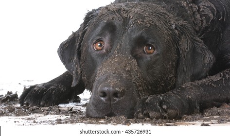 Dirty Muddy Dog Laying Down On White Background