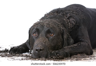 Dirty Muddy Dog Laying Down On White Background