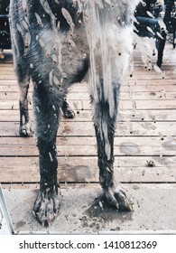 A Dirty Muddy Dog Standing In Front Of A Glass Patio Door Asking To Come In